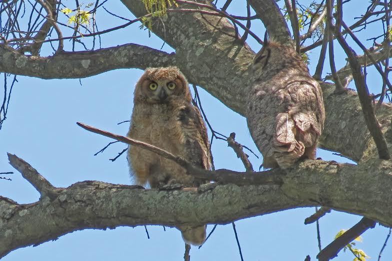 Owl
