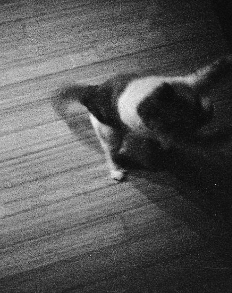 Cat Dancer - 9