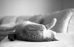 Feelin' Lazy