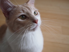 テグスを狙うSaf