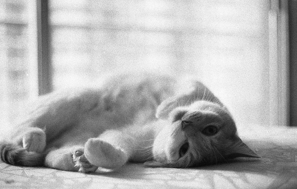 Retro Kitty