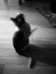 Cat Dancer - 4