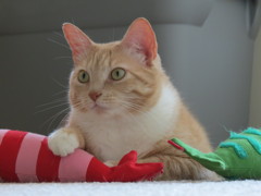 猫に海老