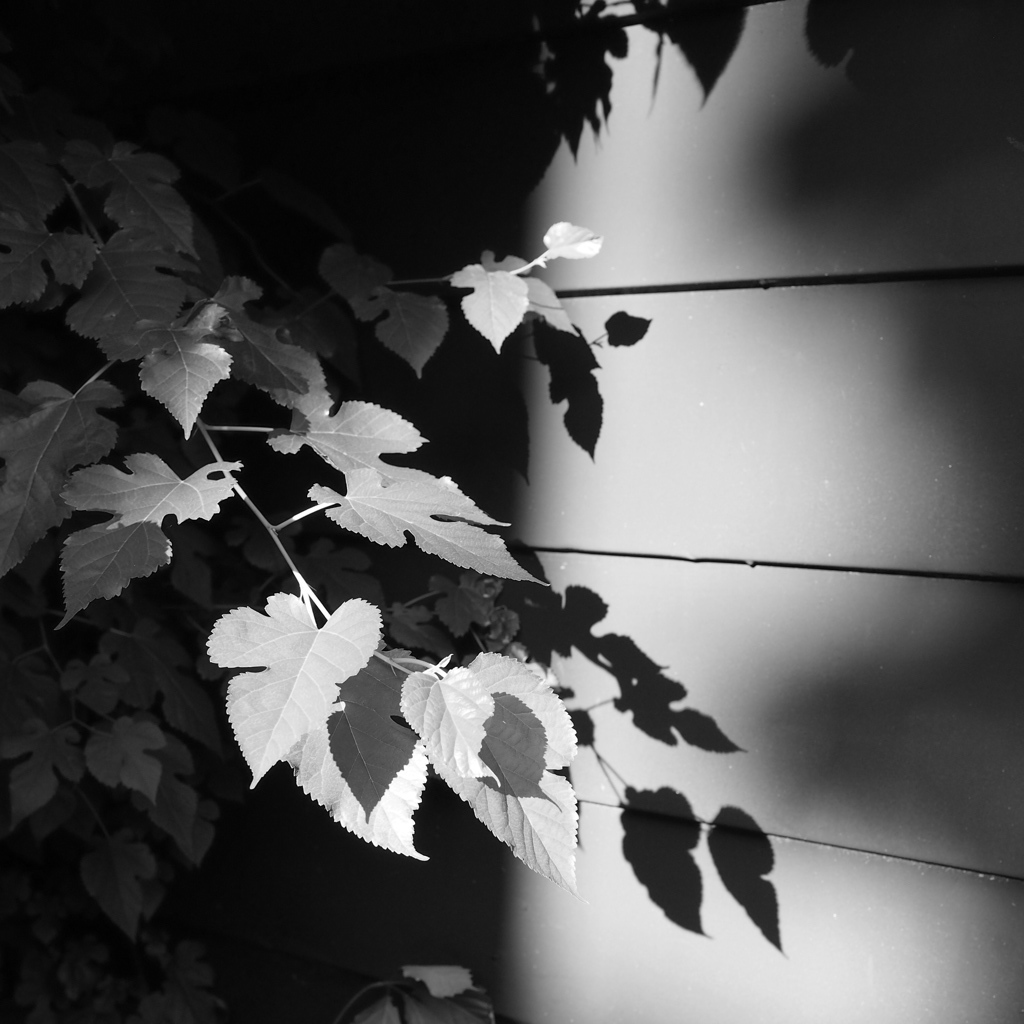 Spotlight