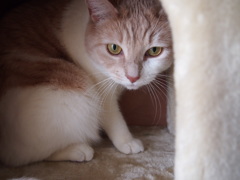 猫背