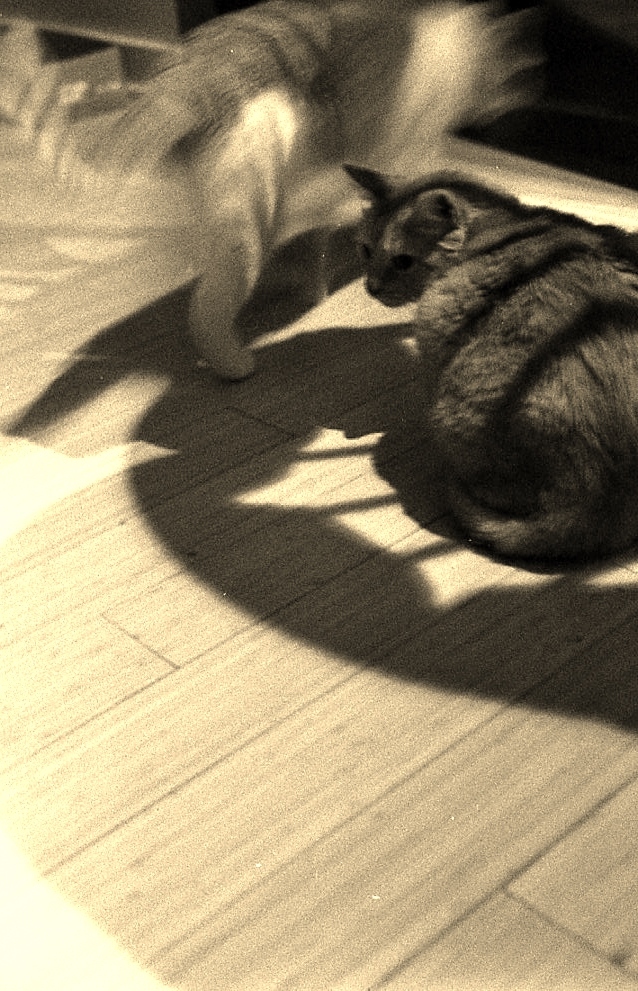ネコの居る日常 - 41