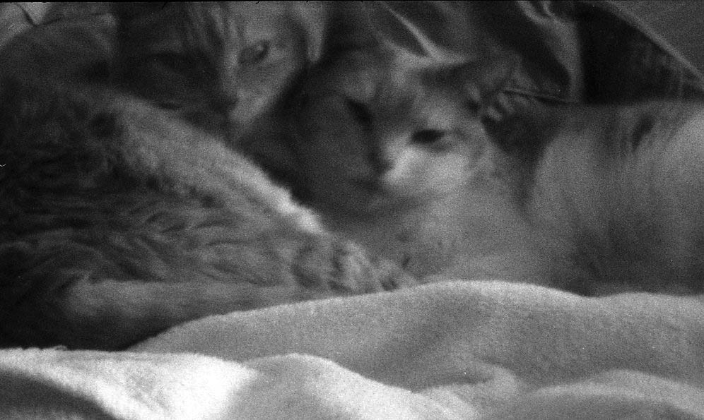 Sleepies