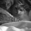 Sleepies