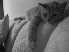 SleeeeePila
