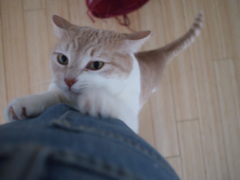 ごはんくださいニャ（Saf）