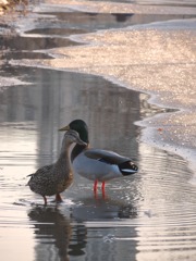 春が来た！