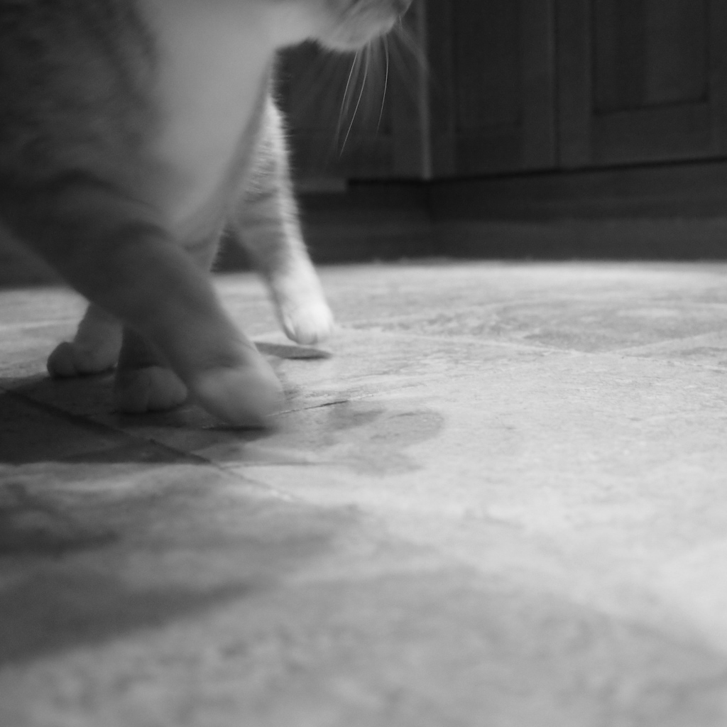 ネコの居る日常 - 12