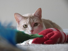 狩猟本能