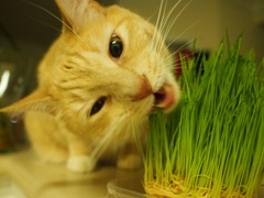 猫草美味しいニャー