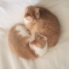 Ying Yang Kitties