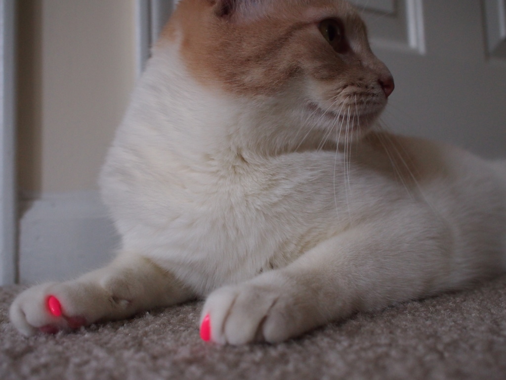 Kitty nail art - Saf