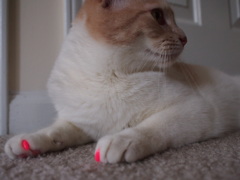 Kitty nail art - Saf