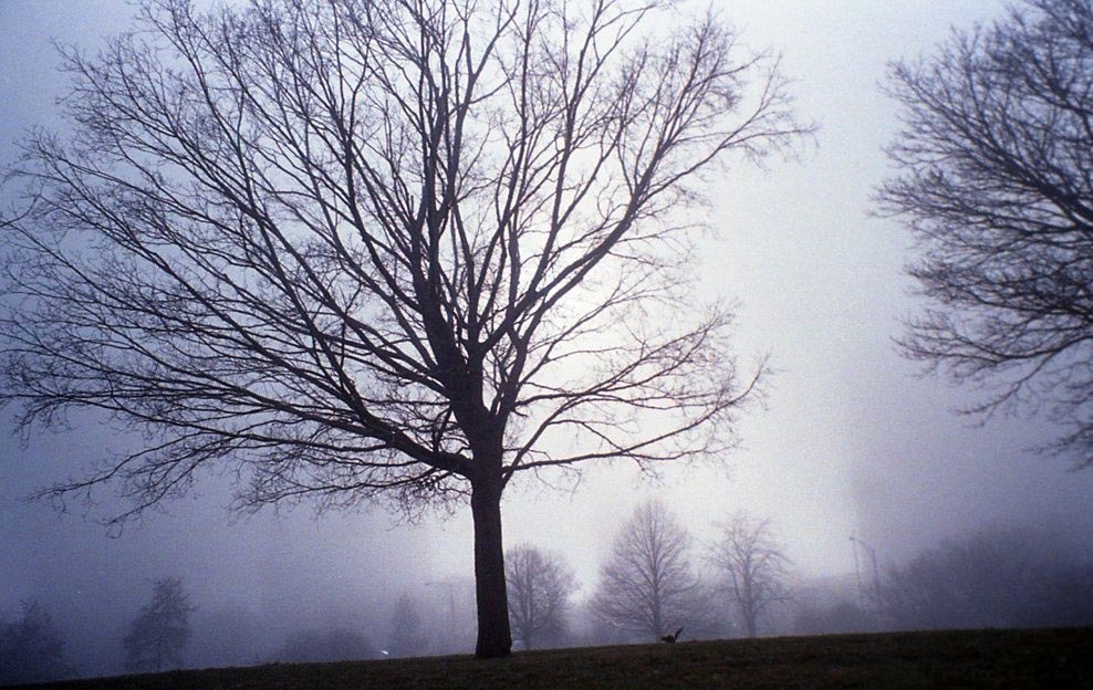 Landscape in the mist