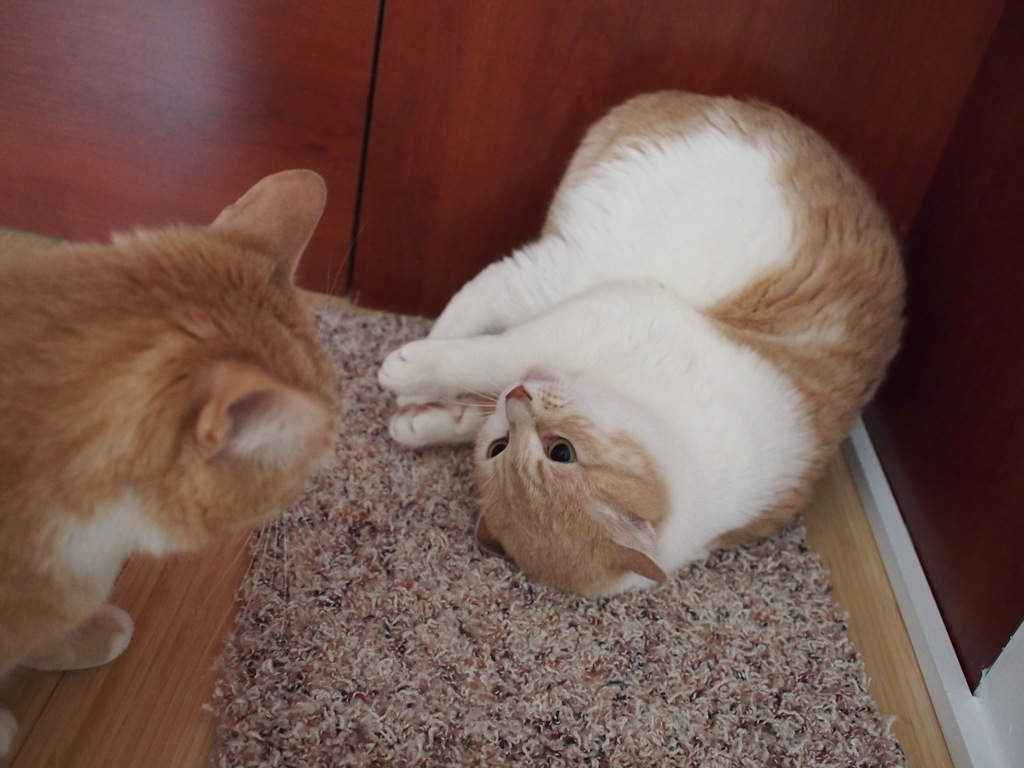 追い詰められたSaf