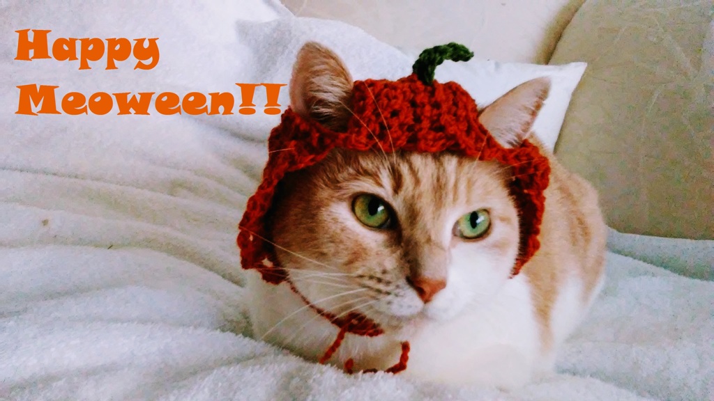 Meoween 2017