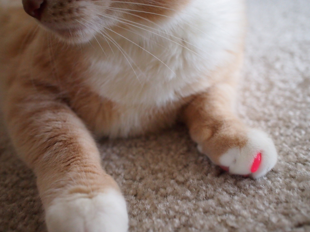 Kitty nail art - Pila