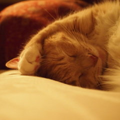 Sleepies - Pila
