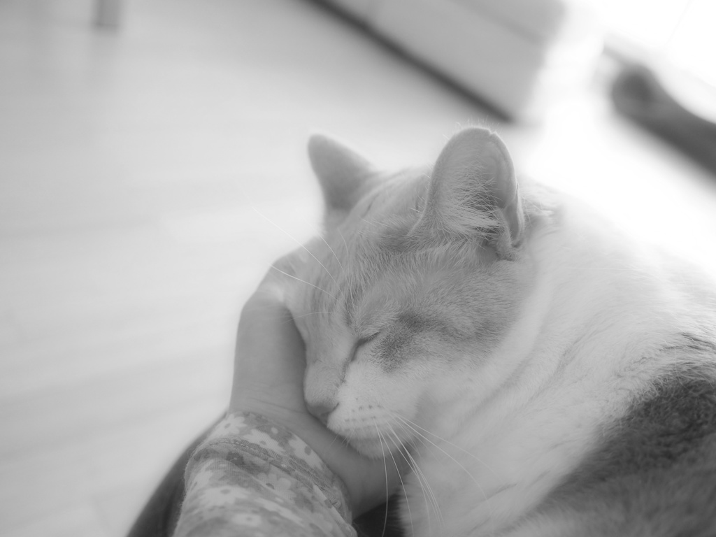 Cuddly