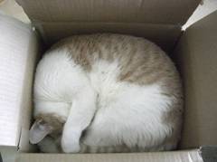 Saf in a box