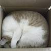 Saf in a box