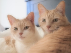 Symmetry Cats
