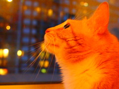 Cats eye