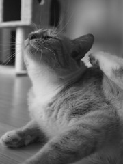 Whiskers