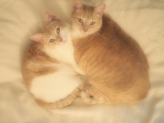来年もよろしく☆ Meow！