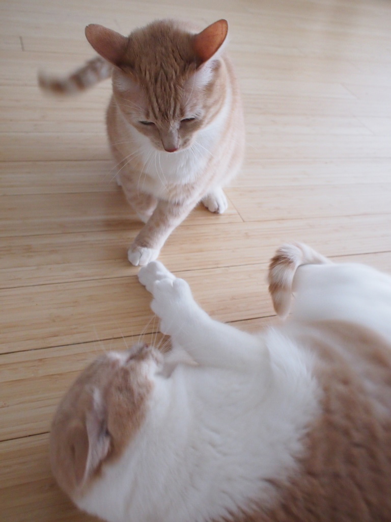 Girls's fight