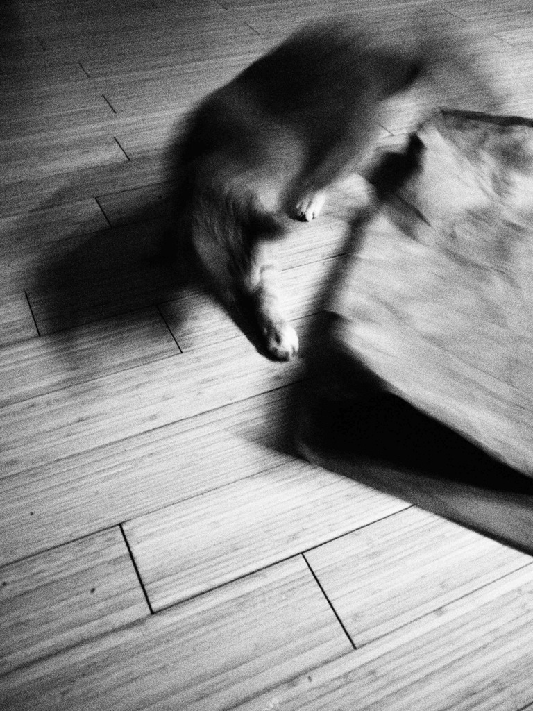 Cat Dancer - 7