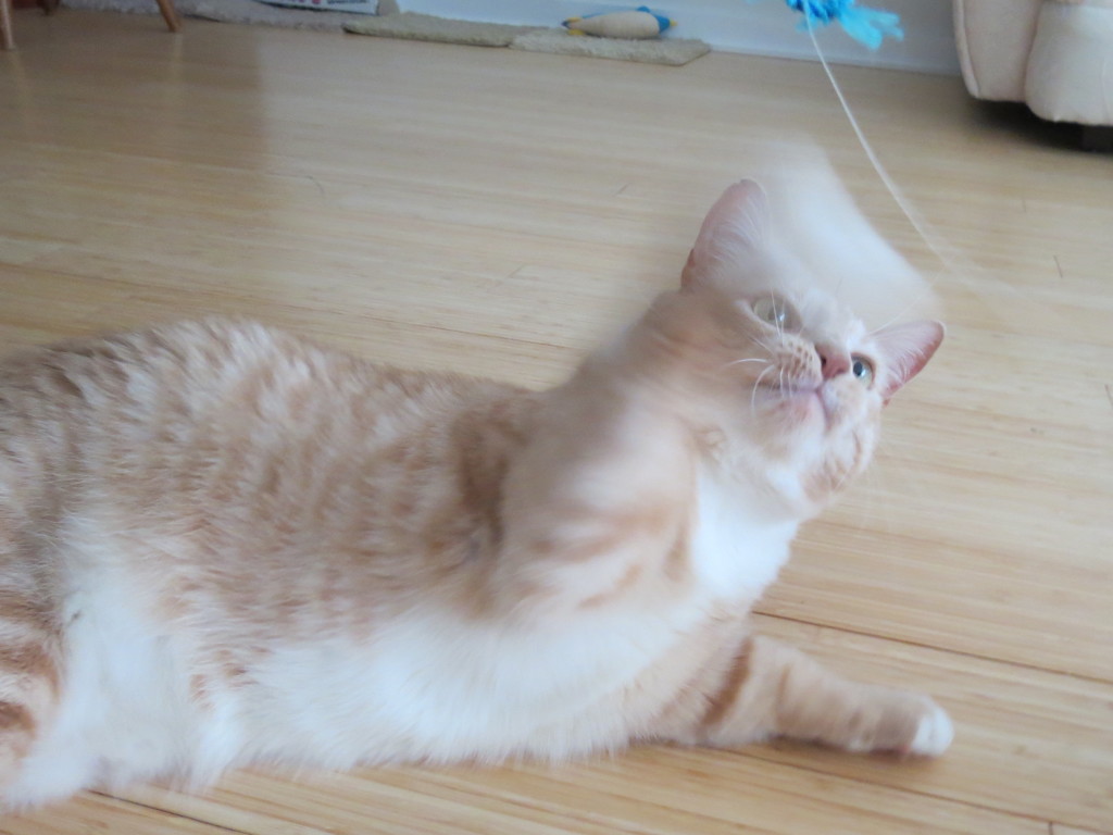 高速ネコパンチ