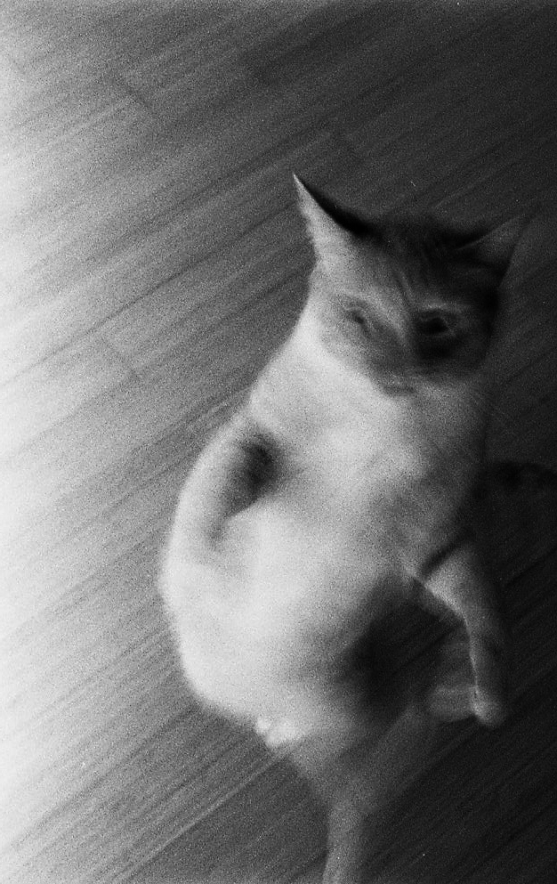 Cat Dancer - 11