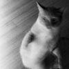Cat Dancer - 11