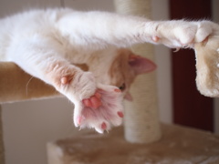 嬉しくって、バンザイ！