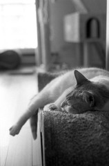 Feelin' Lazy