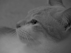 穏やか
