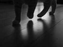 ネコの居る日常 - 11