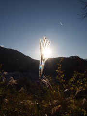 ススキと夕暮れ