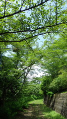 木漏れ日の道