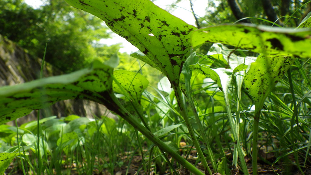 虫たちの目線から