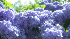 紫陽花連花