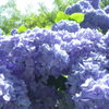 紫陽花連花