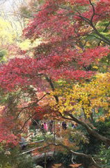三渓園の紅葉　2013.11.28