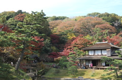 三渓園の紅葉　2013.11.28