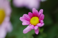 花☆ひらく